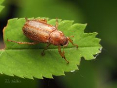 Dichelonyx kirbyi by (c) Thilina Hettiarachchi, some rights reserved (CC BY), uploaded by Thilina Hettiarachchi. Used under a CC-BY license.