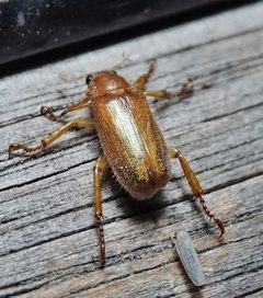 Dichelonyx kirbyi by (c) Colin Croft, some rights reserved (CC BY), uploaded by Colin Croft. Used under a CC-BY license.