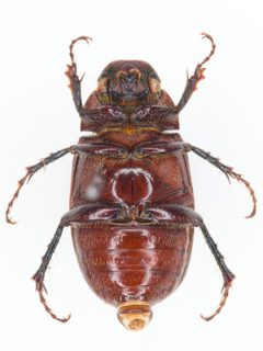 Diplotaxis brevicollis by no rights reserved, uploaded by Robbie Hannawacker. Used under a CC0 license.