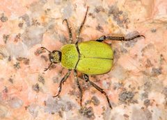Hopliini by (c) Drepanostoma, some rights reserved (CC BY), uploaded by Drepanostoma. Used under a CC-BY license.