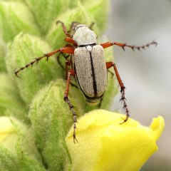 Macrodactylus uniformis by (c) Katja Schulz, some rights reserved (CC BY). Used under a CC-BY license.