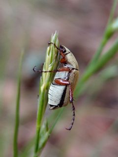 Macrodactylus uniformis by (c) Sue Carnahan, some rights reserved (CC BY), uploaded by Sue Carnahan. Used under a CC-BY license.