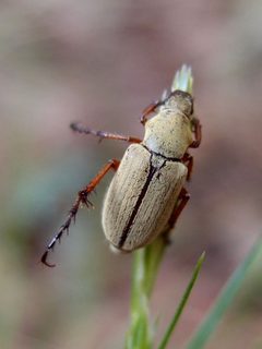 Macrodactylus uniformis by (c) Sue Carnahan, some rights reserved (CC BY), uploaded by Sue Carnahan. Used under a CC-BY license.