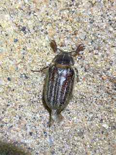 Dinacoma marginata by (c) nmoorhatch, some rights reserved (CC BY), uploaded by nmoorhatch. Used under a CC-BY license.
