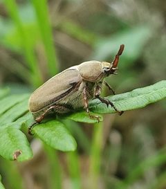 Hypothyce mixta by (c) JD Flores, some rights reserved (CC BY), uploaded by JD Flores. Used under a CC-BY license.
