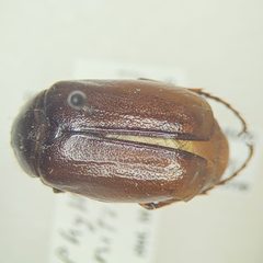 Phyllophaga nitida by (c) Bennett Grappone, some rights reserved (CC BY), uploaded by Bennett Grappone. Used under a CC-BY license.