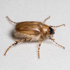 Phobetus mojavus by (c) Ken-ichi Ueda, some rights reserved (CC BY), uploaded by Ken-ichi Ueda. Used under a CC-BY license.