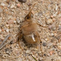 Phobetus mojavus by (c) Ken-ichi Ueda, some rights reserved (CC BY), uploaded by Ken-ichi Ueda. Used under a CC-BY license.