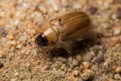 Phobetus mojavus by (c) Ken-ichi Ueda, some rights reserved (CC BY), uploaded by Ken-ichi Ueda. Used under a CC-BY license.