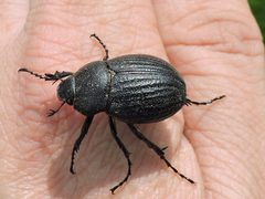 Phyllophaga cribrosa by (c) Sam Kieschnick, some rights reserved (CC BY), uploaded by Sam Kieschnick. Used under a CC-BY license.