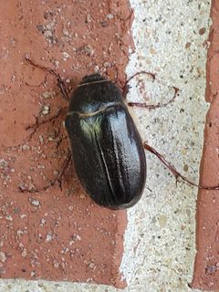 Phyllophaga vehemens by (c) Bennett Grappone, some rights reserved (CC BY), uploaded by Bennett Grappone. Used under a CC-BY license.