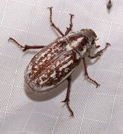 Polyphylla gracilis by (c) Laura Gaudette, some rights reserved (CC BY), uploaded by Laura Gaudette. Used under a CC-BY license.