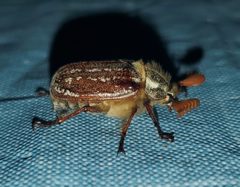 Polyphylla uteana by (c) Laura Gaudette, some rights reserved (CC BY), uploaded by Laura Gaudette. Used under a CC-BY license.