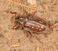 Polyphylla uteana by (c) Laura Gaudette, some rights reserved (CC BY), uploaded by Laura Gaudette. Used under a CC-BY license.