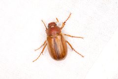 Amphimallon majale by (c) Chris Ratzlaff, some rights reserved (CC BY), uploaded by Chris Ratzlaff. Used under a CC-BY license.