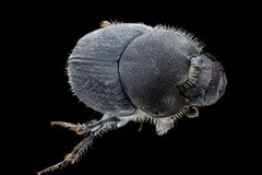 Onthophagus hecate by no rights reserved, uploaded by USGS Bee Inventory and Monitoring Lab. Used under a CC0 license.
