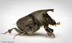 Onthophagus hecate by (c) Trevor Edmonson, some rights reserved (CC BY), uploaded by Trevor Edmonson. Used under a CC-BY license.