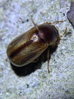 Phyllophaga bruneri by (c) Sandra H Statner, some rights reserved (CC BY), uploaded by Sandra H Statner. Used under a CC-BY license.