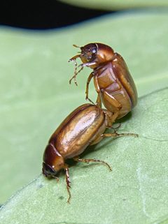 Phyllophaga bruneri by (c) Sandra H Statner, some rights reserved (CC BY), uploaded by Sandra H Statner. Used under a CC-BY license.
