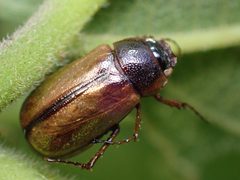 Phyllophaga bruneri by (c) Eridan Xharahi, some rights reserved (CC BY), uploaded by Eridan Xharahi. Used under a CC-BY license.