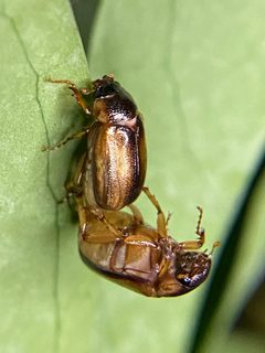 Phyllophaga bruneri by (c) Sandra H Statner, some rights reserved (CC BY), uploaded by Sandra H Statner. Used under a CC-BY license.