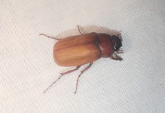 Phyllophaga quercus by (c) Cheryl Stinchcomb, some rights reserved (CC BY), uploaded by Cheryl Stinchcomb. Used under a CC-BY license.