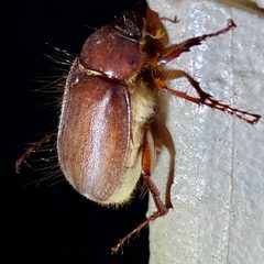 Phyllophaga vetula by (c) Elliott Gordon, some rights reserved (CC BY), uploaded by Elliott Gordon. Used under a CC-BY license.