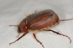 Phyllophaga vetula by (c) Elliott Gordon, some rights reserved (CC BY), uploaded by Elliott Gordon. Used under a CC-BY license.