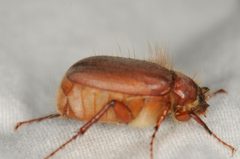 Phyllophaga vetula by (c) Elliott Gordon, some rights reserved (CC BY), uploaded by Elliott Gordon. Used under a CC-BY license.