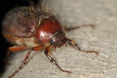 Phyllophaga vetula by (c) Elliott Gordon, some rights reserved (CC BY), uploaded by Elliott Gordon. Used under a CC-BY license.