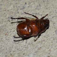Anomala flavipennis by (c) Shannon Foreman, some rights reserved (CC BY), uploaded by Shannon Foreman. Used under a CC-BY license.