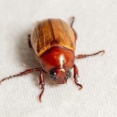 Anomala flavipennis by (c) Justin Williams, some rights reserved (CC BY), uploaded by Justin Williams. Used under a CC-BY license.