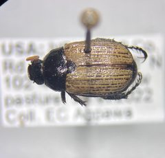 Anomala ludoviciana by no rights reserved, uploaded by Earl Agpawa. Used under a CC0 license.
