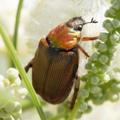 Strigoderma pimalis by (c) Ken-ichi Ueda, some rights reserved (CC BY), uploaded by Ken-ichi Ueda. Used under a CC-BY license.