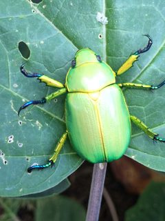 Chrysina woodi by (c) ahaywood.geo, some rights reserved (CC BY), uploaded by ahaywood.geo. Used under a CC-BY license.