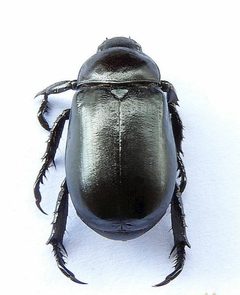 Pelidnota lugubris by (c) jimeckert49, some rights reserved (CC BY). Used under a CC-BY license.