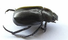 Pelidnota lugubris by (c) jimeckert49, some rights reserved (CC BY). Used under a CC-BY license.