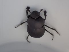 Canthon pilularius by (c) John P Friel, some rights reserved (CC BY), uploaded by John P Friel. Used under a CC-BY license.