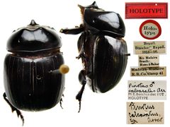 Dichotomius by (c) Natural History Museum:  Coleoptera Section, some rights reserved (CC BY). Used under a CC-BY license.