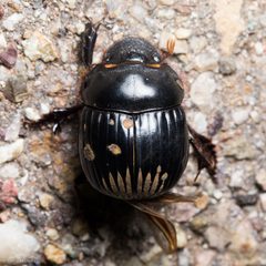 Dichotomius colonicus by (c) Ken-ichi Ueda, some rights reserved (CC BY), uploaded by Ken-ichi Ueda. Used under a CC-BY license.