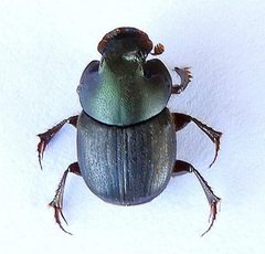 Onthophagus arnetti by (c) jimeckert49, some rights reserved (CC BY). Used under a CC-BY license.