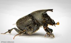 Onthophagus by (c) Trevor Edmonson, some rights reserved (CC BY), uploaded by Trevor Edmonson. Used under a CC-BY license.