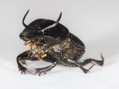 Onthophagus taurus by (c) Don Loarie, some rights reserved (CC BY), uploaded by Don Loarie. Used under a CC-BY license.