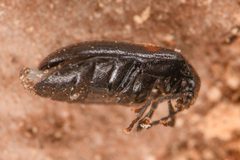 Herthania concinna by (c) Trevor Van Loon, some rights reserved (CC BY), uploaded by Trevor Van Loon. Used under a CC-BY license.