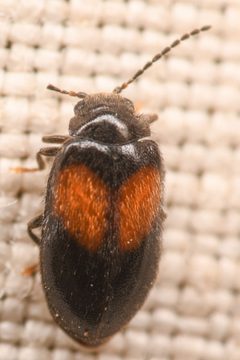 Herthania concinna by (c) Trevor Van Loon, some rights reserved (CC BY), uploaded by Trevor Van Loon. Used under a CC-BY license.