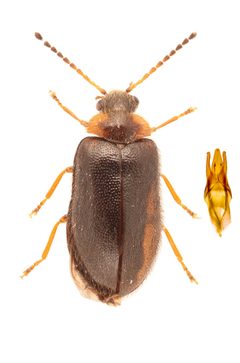Nyholmia confusa by no rights reserved, uploaded by Nick Bédard. Used under a CC0 license.