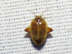 Ora discoidea by (c) Sam Kieschnick, some rights reserved (CC BY), uploaded by Sam Kieschnick. Used under a CC-BY license.