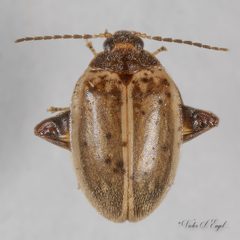 Ora discoidea by (c) Victor Engel, some rights reserved (CC BY), uploaded by Victor Engel. Used under a CC-BY license.