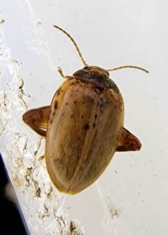 Ora discoidea by (c) Alexis Smith, some rights reserved (CC BY), uploaded by Alexis Smith. Used under a CC-BY license.