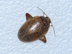 Ora discoidea by (c) Rich Sommer, some rights reserved (CC BY), uploaded by Rich Sommer. Used under a CC-BY license.